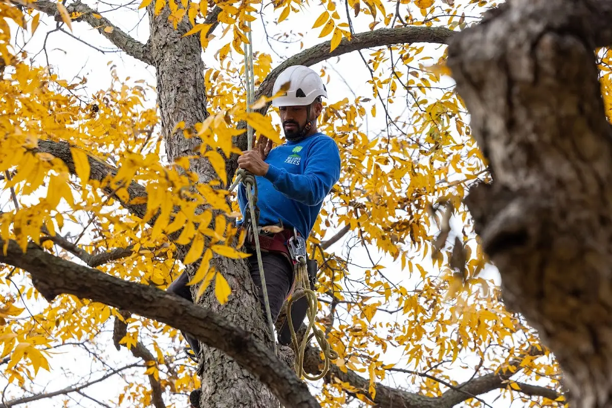 Skilled Tree Pruning crew working in Lodi